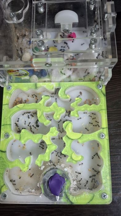 Продам муравьев с фермой