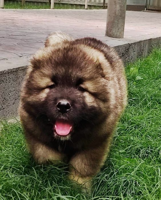 Кавказские овчарки