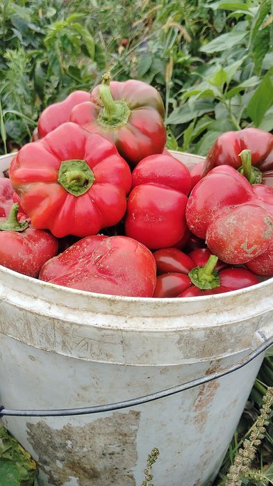 Gogoșari și kapia de vanzare