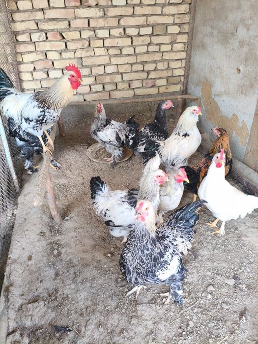 Xoʻrozlar sotiladi.