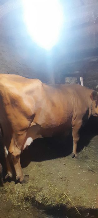 Крава за месо...