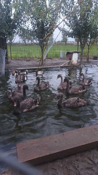 Rate mandarine, caroline , bahamas , lebede,