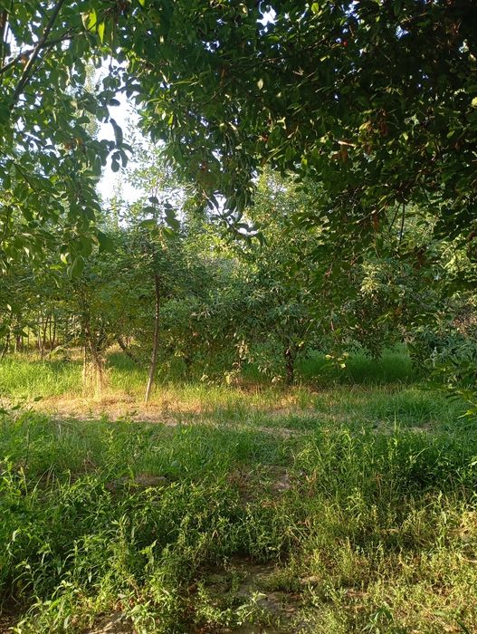 Uy sotiladi Yangi Oʻzbekiston bogʻida oʻtganda uy sotiladin