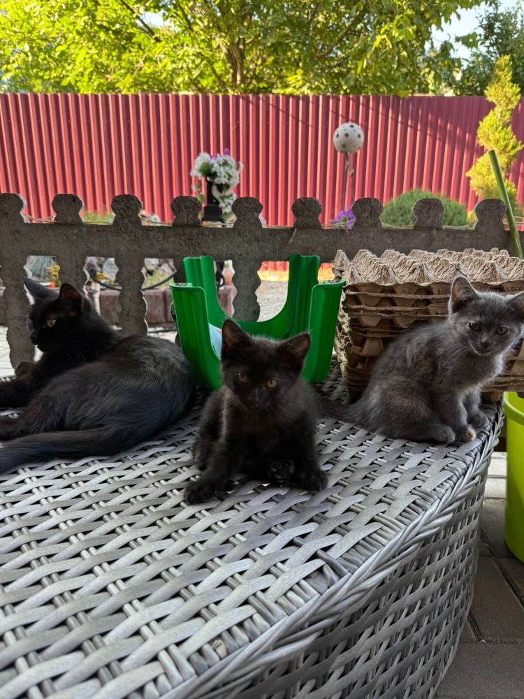 Отдам симпатичных  котят
