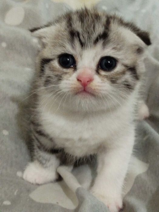 Котята породы скоттиш фолд