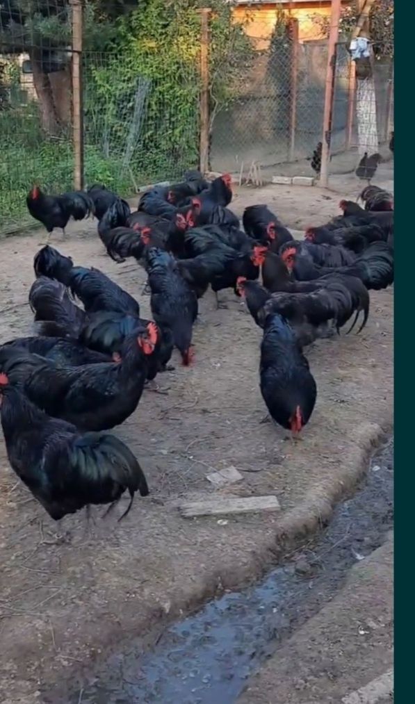 Australorp Cocosi si Puicute 2023