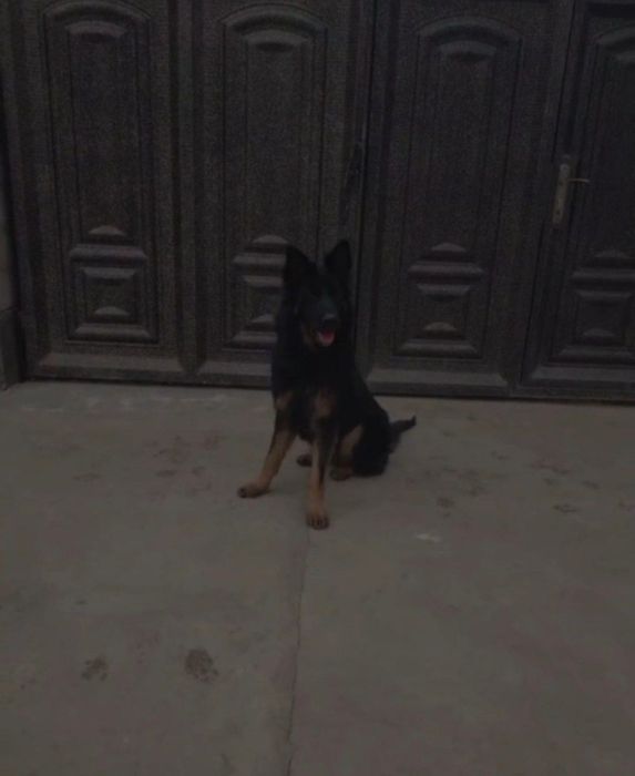 Тоза конли немис афчаркаси сотилади (айик калла)