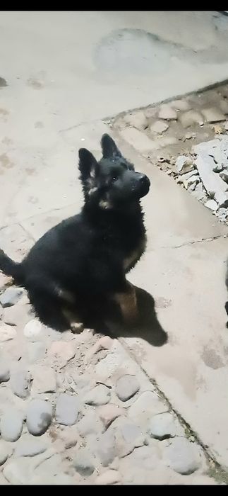 Продаётся щенки Немецкой Овчарки.