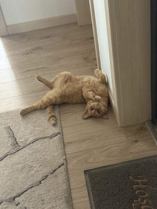 Котик в добрые руки