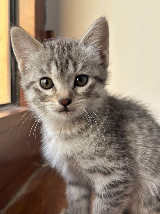 котенки скотиш страйт