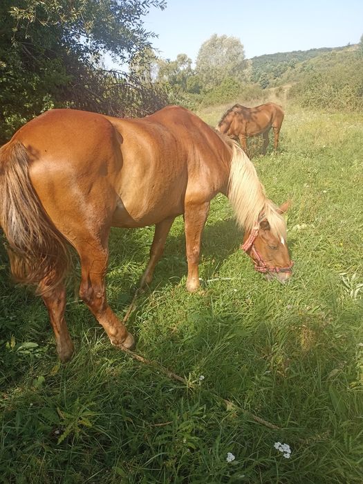 Vând 2 cai de căruță
