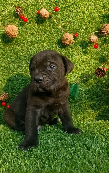 Cane Corso din parinti de exceptie