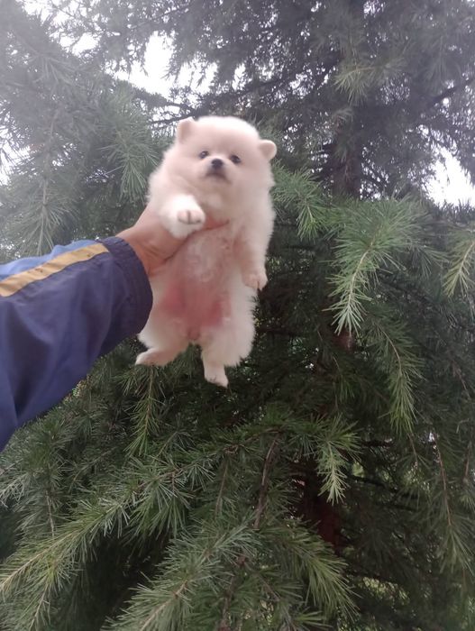 Бели Померани !!