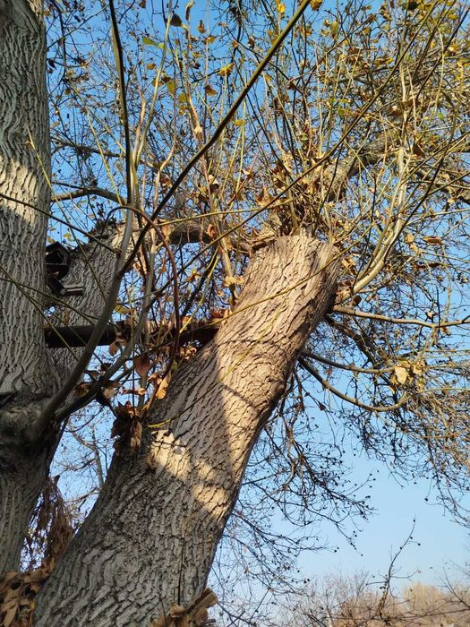 Дерево Орех дрова