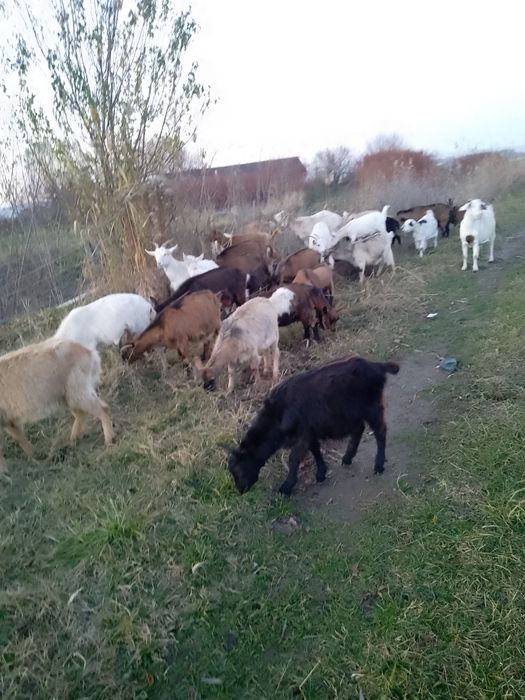Oaie texel.oi tigăi și capre disponibile