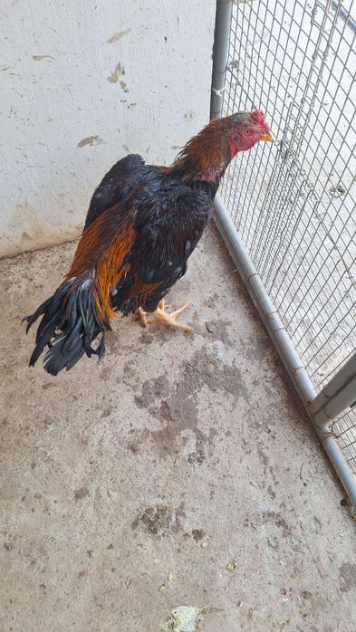 Даканг хороз тозаси саман