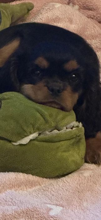 Baiat cu pedigree black and tan