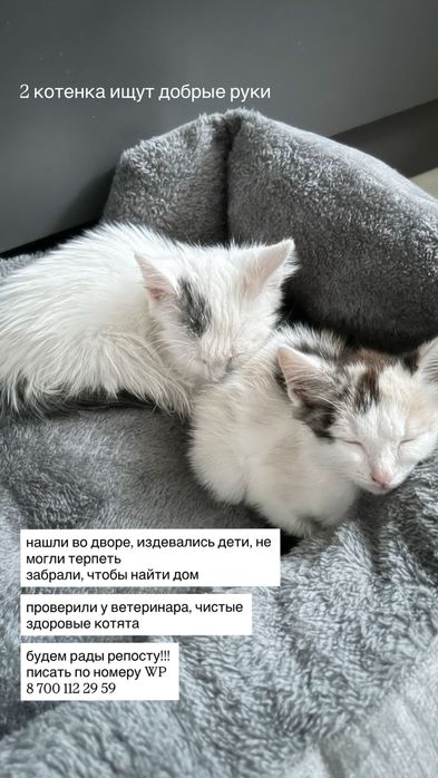 Мальчик и девочка, около 1.5 месяца отдадим в хорошие любящие руки