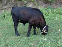 Vițel de vânzare angus