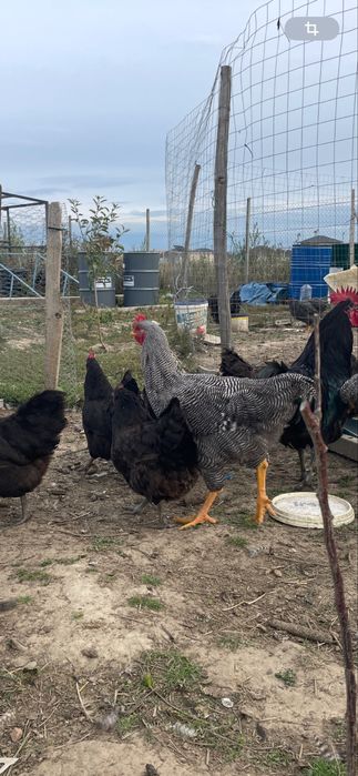 Cocosi Plymouth Rock si Australorp