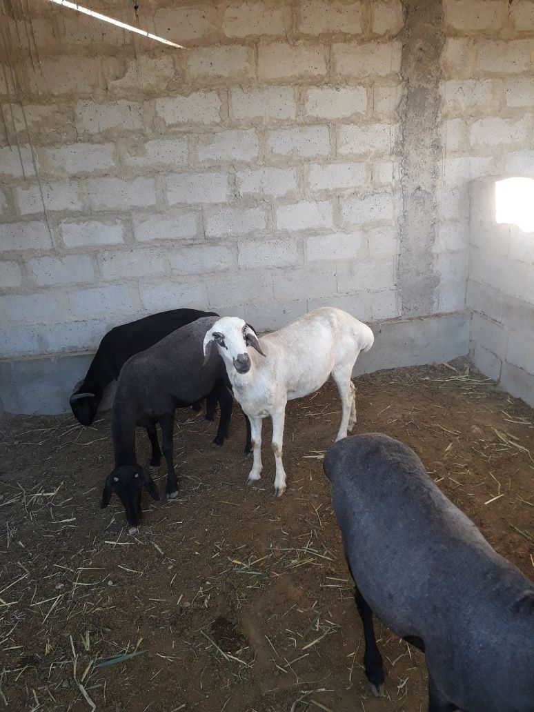 Qazoqi qoylar sotiladi