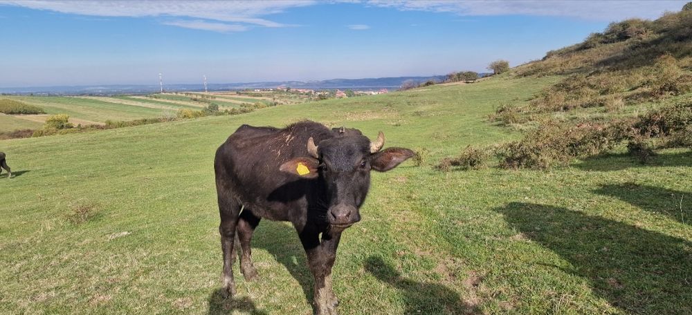 Vând viței de bivol