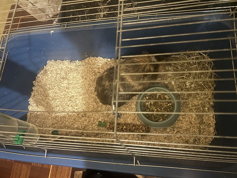 Подарява се морско свинче