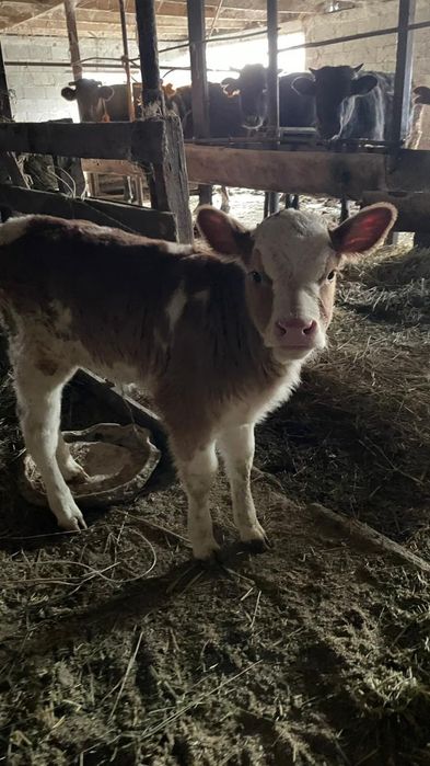 Продам тёлочку    .