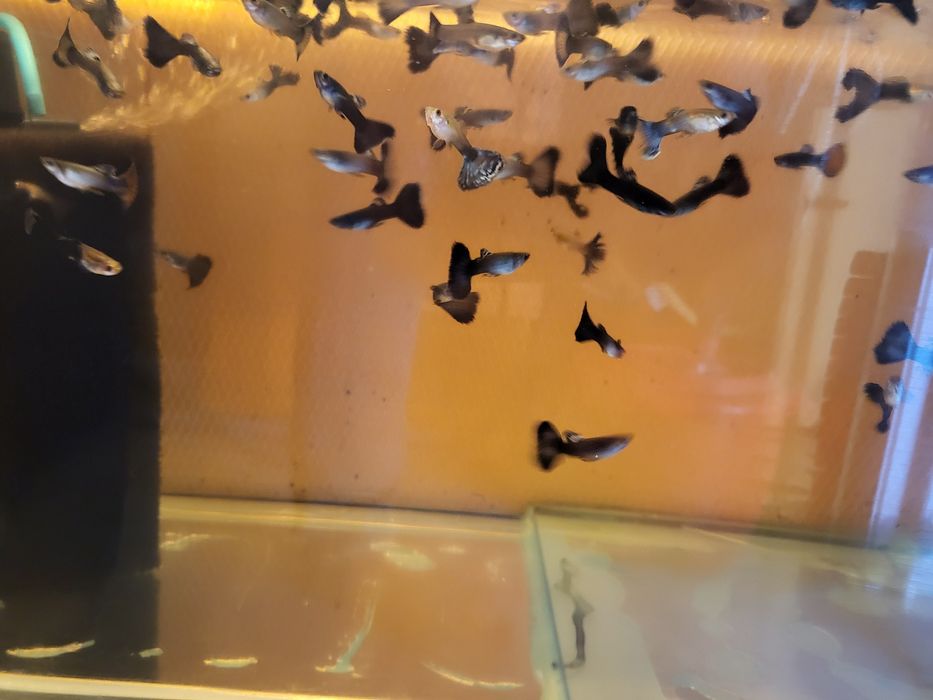 Vand Gupi 3 bucati la 10 lei