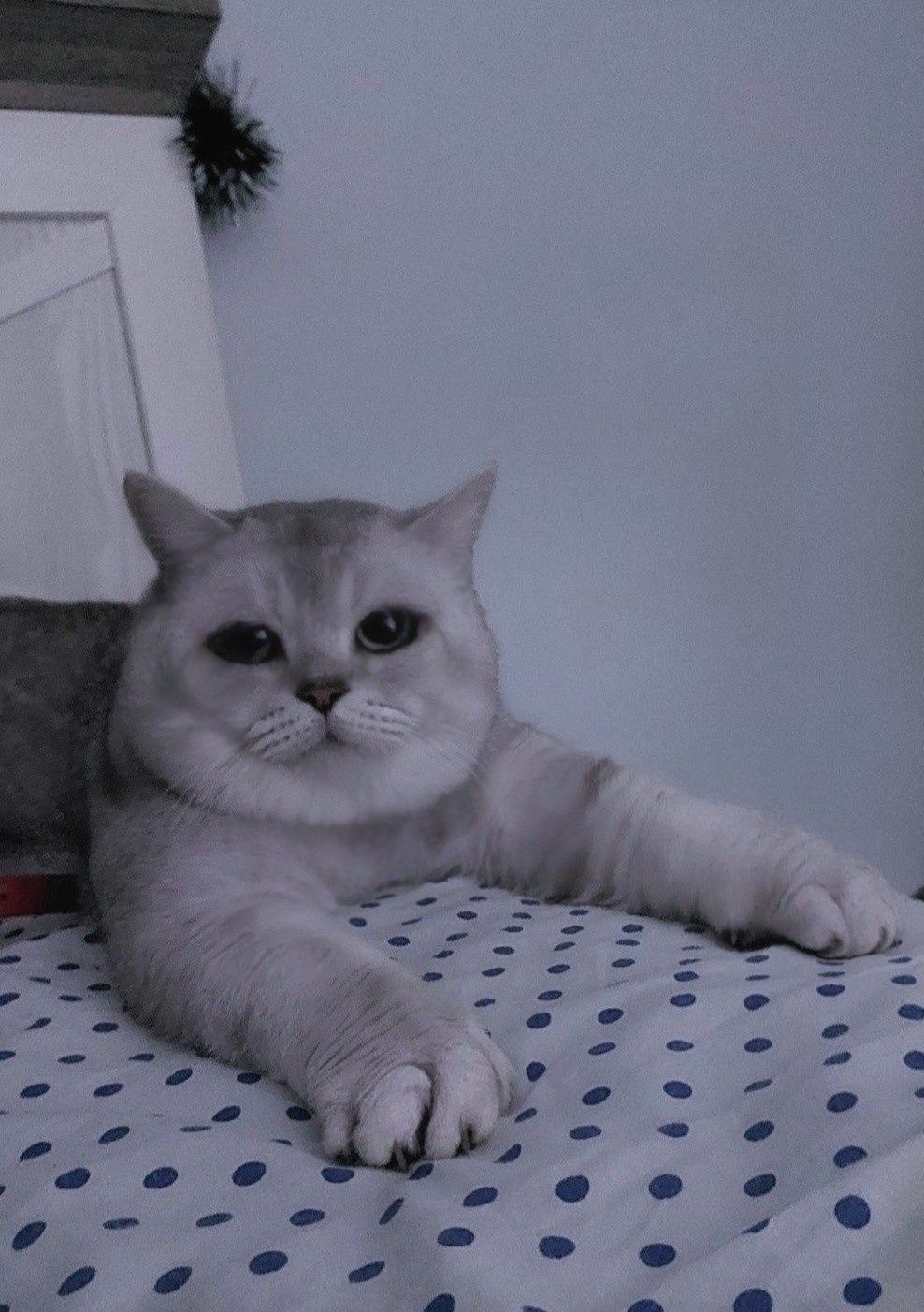 Вязка, Кот с опытом. Для прямоухих и вислоухих кошечек