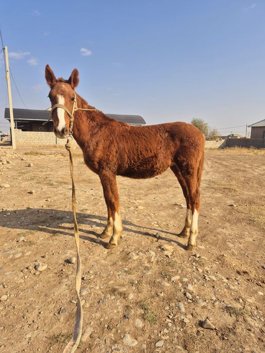 Тай сатылады жуас еркек