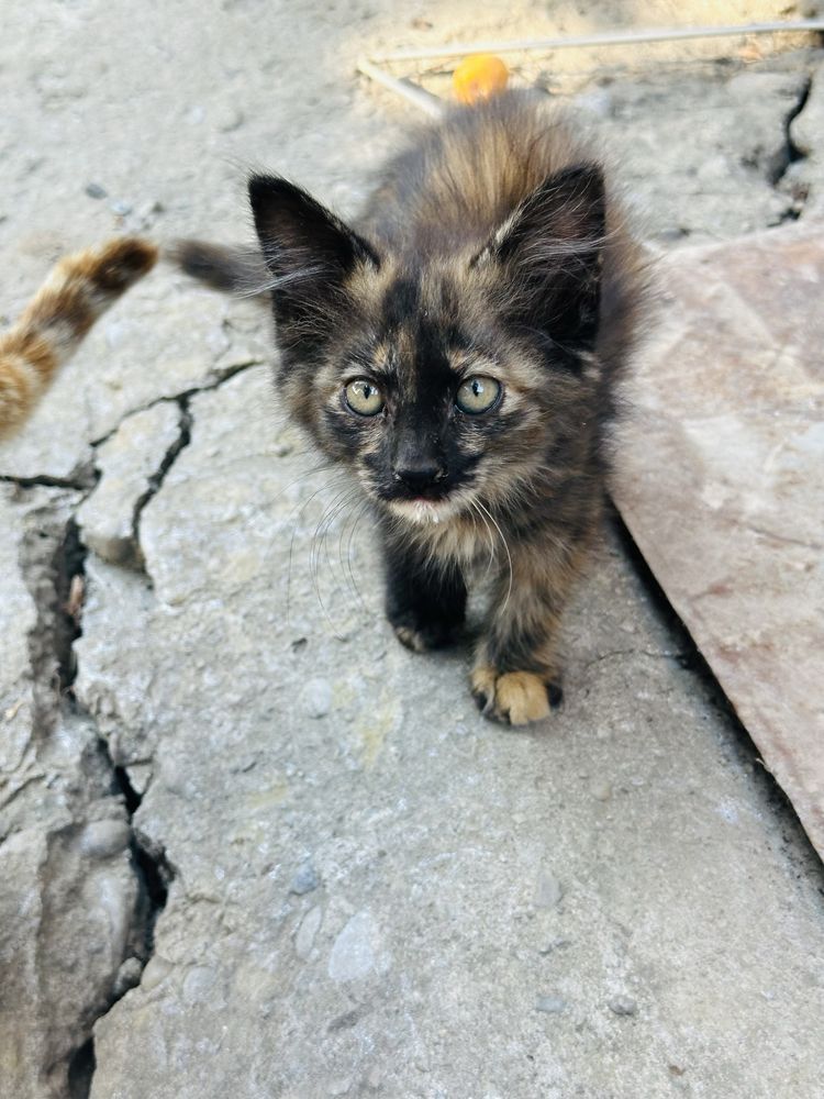 Отдам котят бесплатно