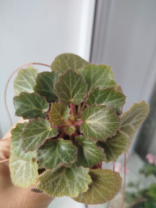 Камнеломка,саксифрага/комнатные растения