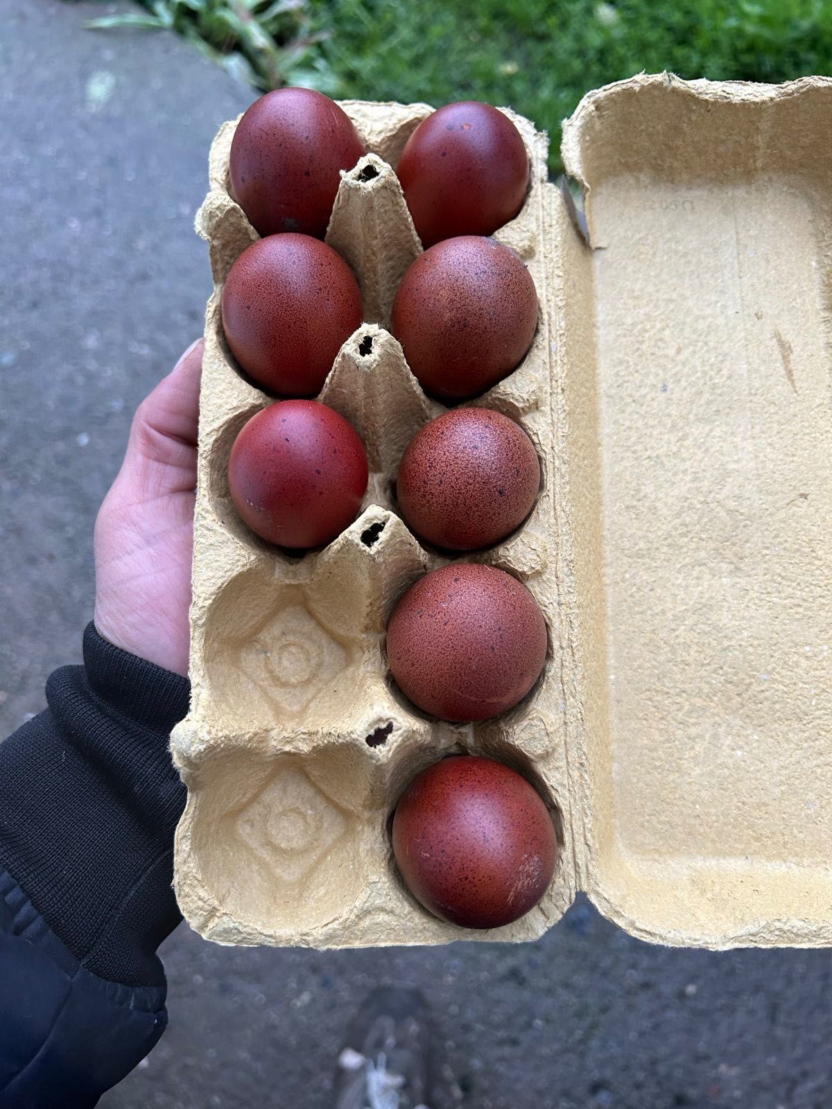Продавам оплодени яйца