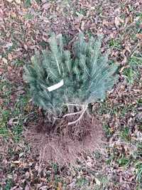 Pachet 50 buc. puieti molid argintiu 4 ani-Picea Pungens Glauca Kaibab