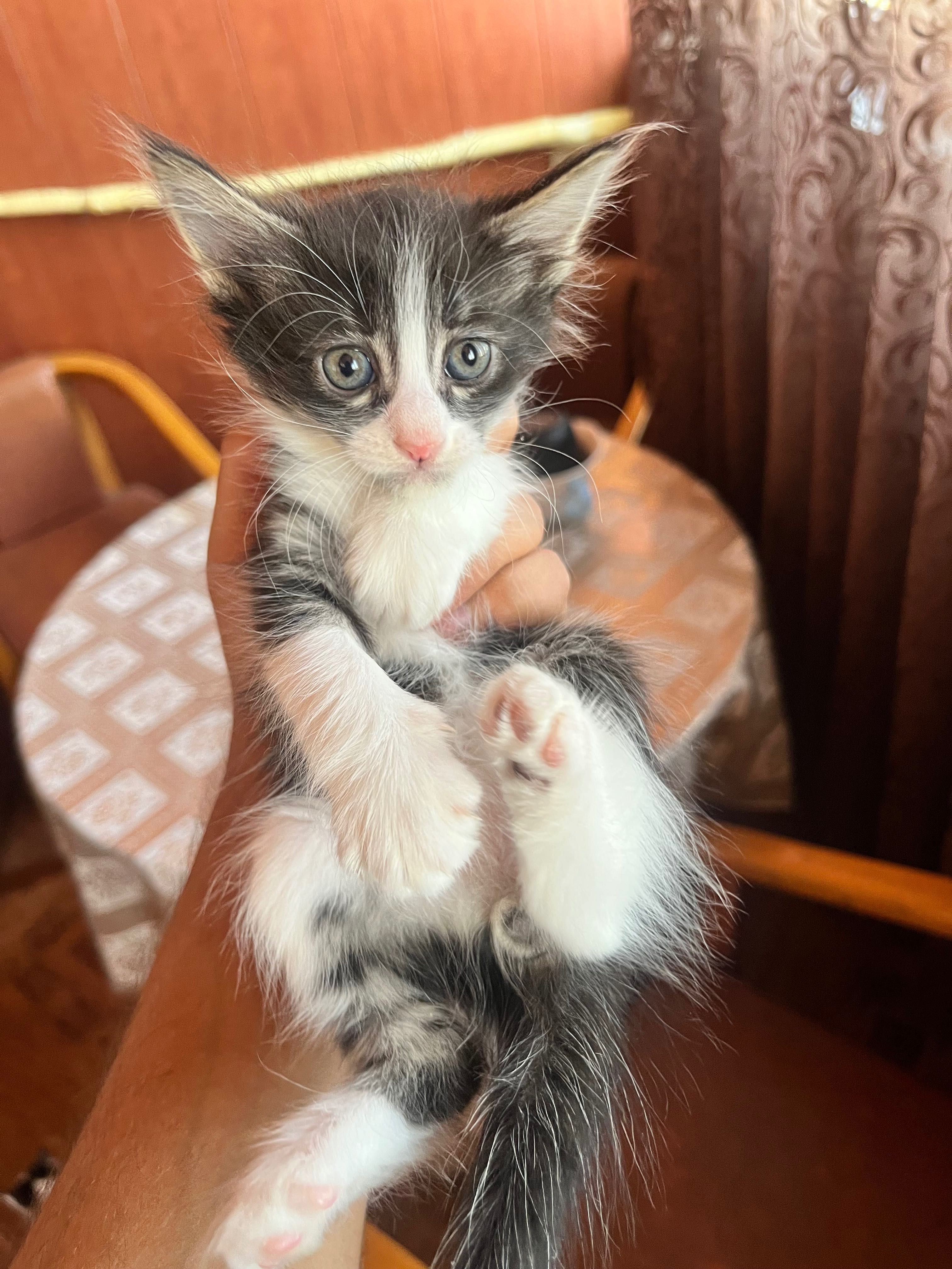 Отдам котят в хорошие руки