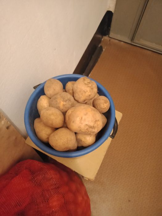 Продам картофель 10 л. ведро - 2500 тг