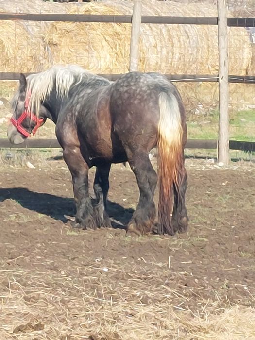 Armasar sur de 3 ani pentru monta.