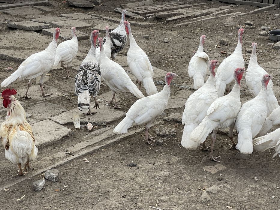 Vand pui de curcă .