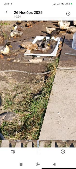 Индоуткалар сотилади