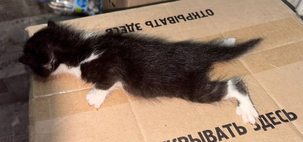Отдам котят, в хорошие руки, бесплатно