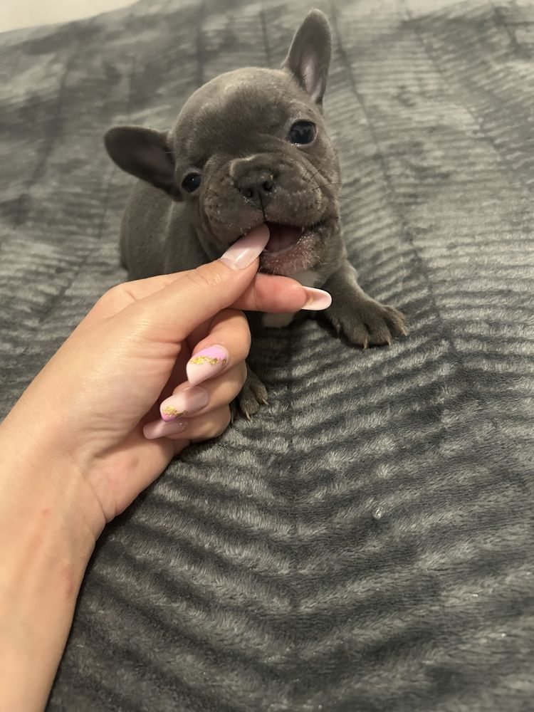 Pui bulldog frances blue/merle