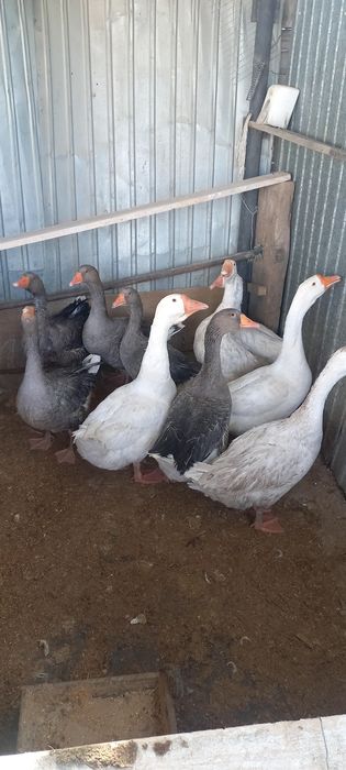 Продам 6 месячных гусей
