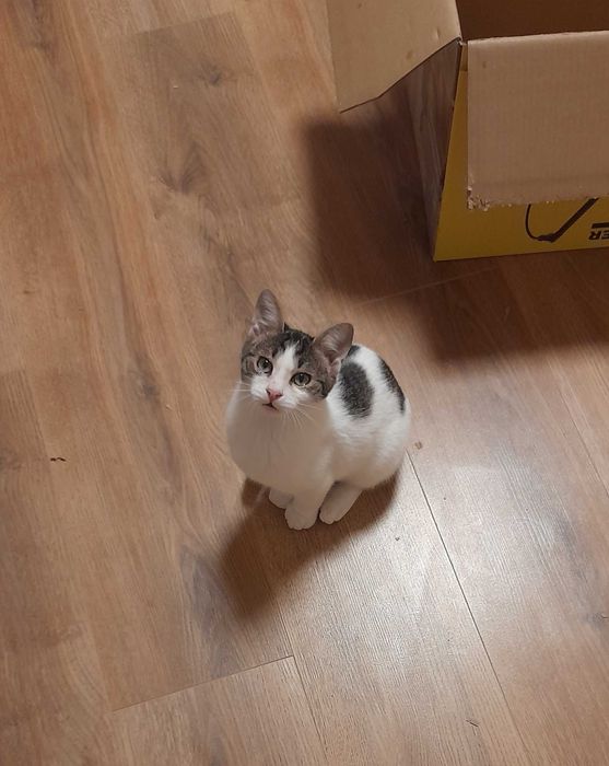 Кая и Мони търсят дом