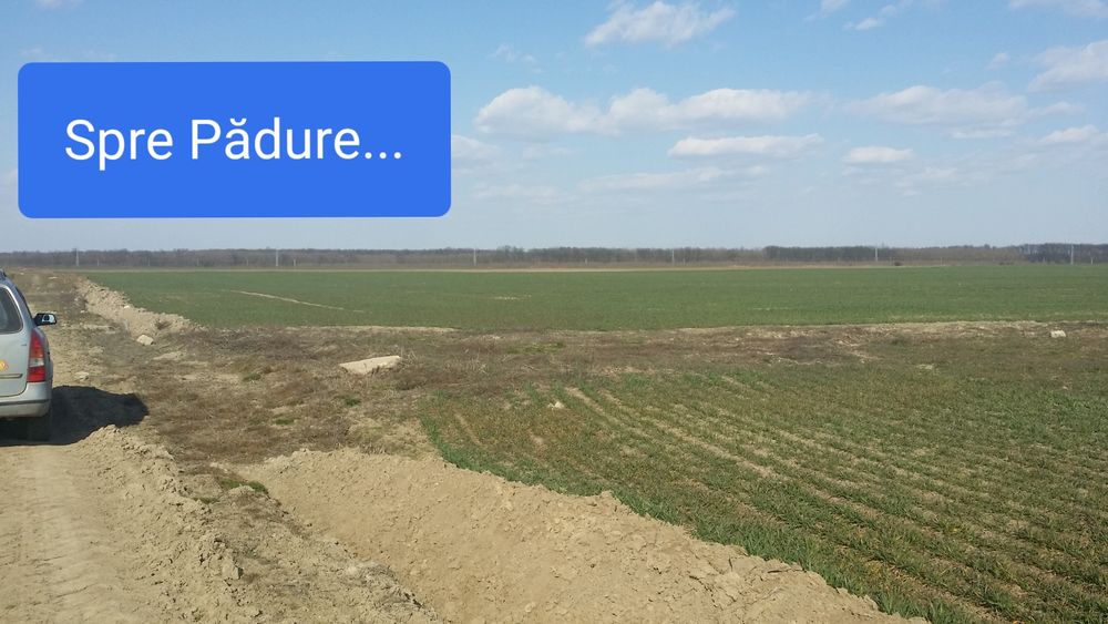 Teren Intravilan- Tarla 110/P735/1/37 Săbăreni