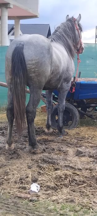 De vânzare manzuc de 2 ani