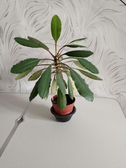 Комнатное растение.