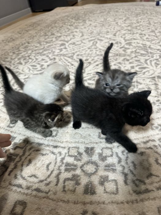 Продам шотландских котят