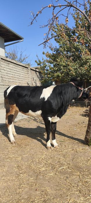 Gʻoʻnajinlar sotiladi