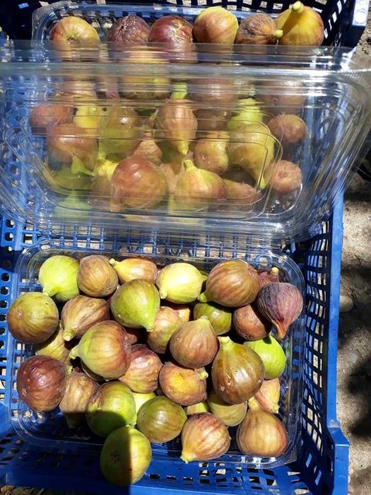 Smochin mov aclimatizat in Romania- Ghiveci